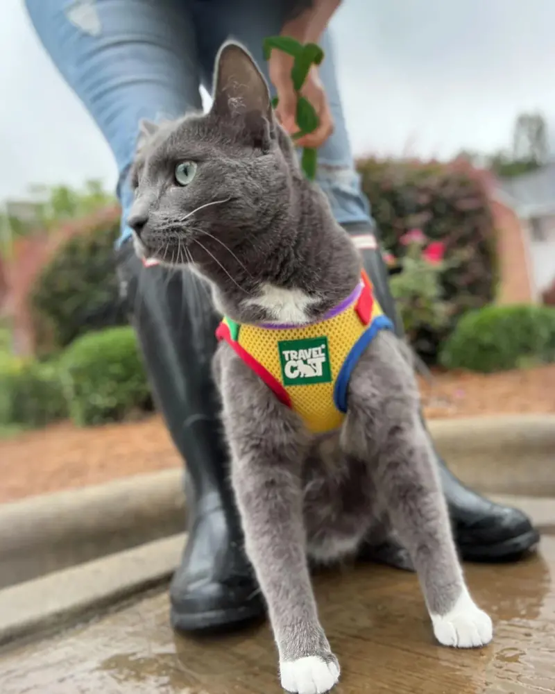 "The True Adventurer" Reflective Cat & Kitten Harness And Leash In Multicolor 1