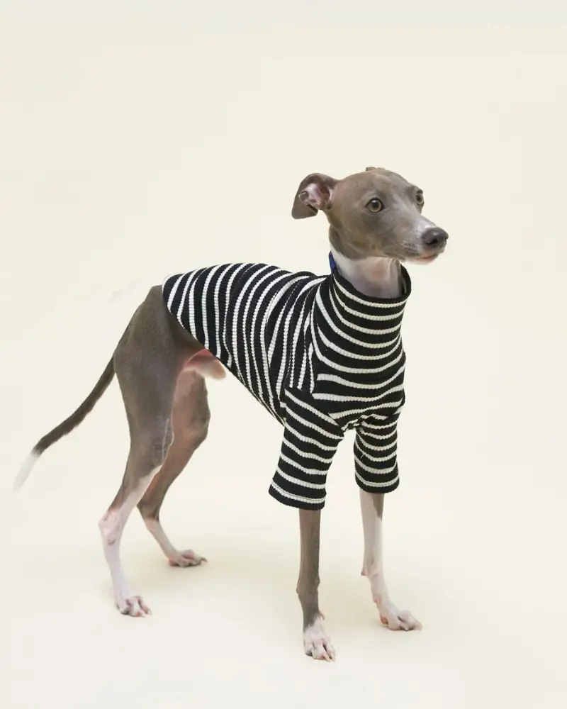 Cafe In Paris Dog Shirt 1