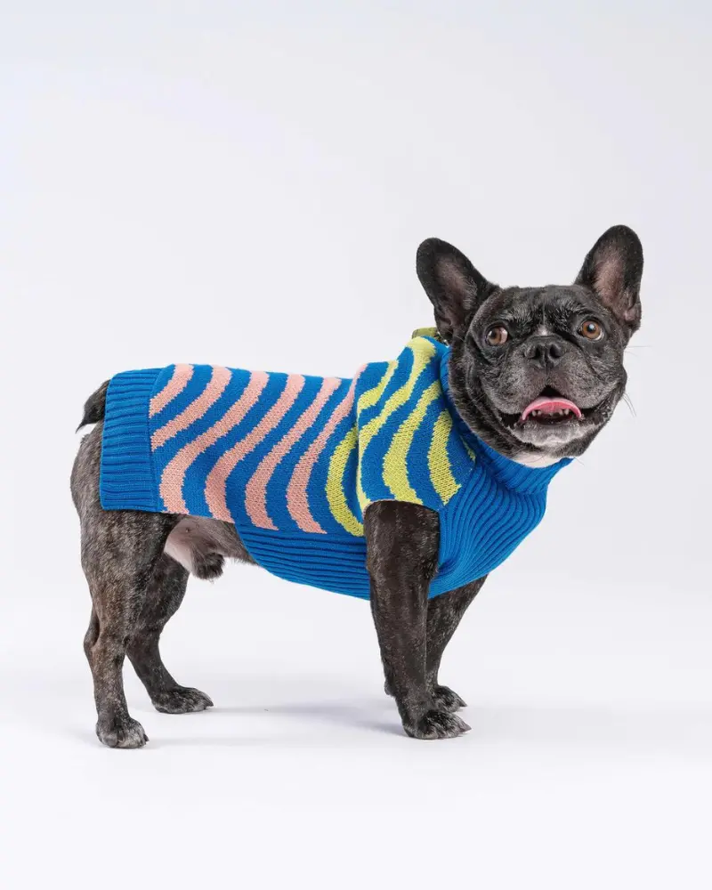 Sound Wave Dog Sweater In Lime & Cobalt (Final Sale) 1