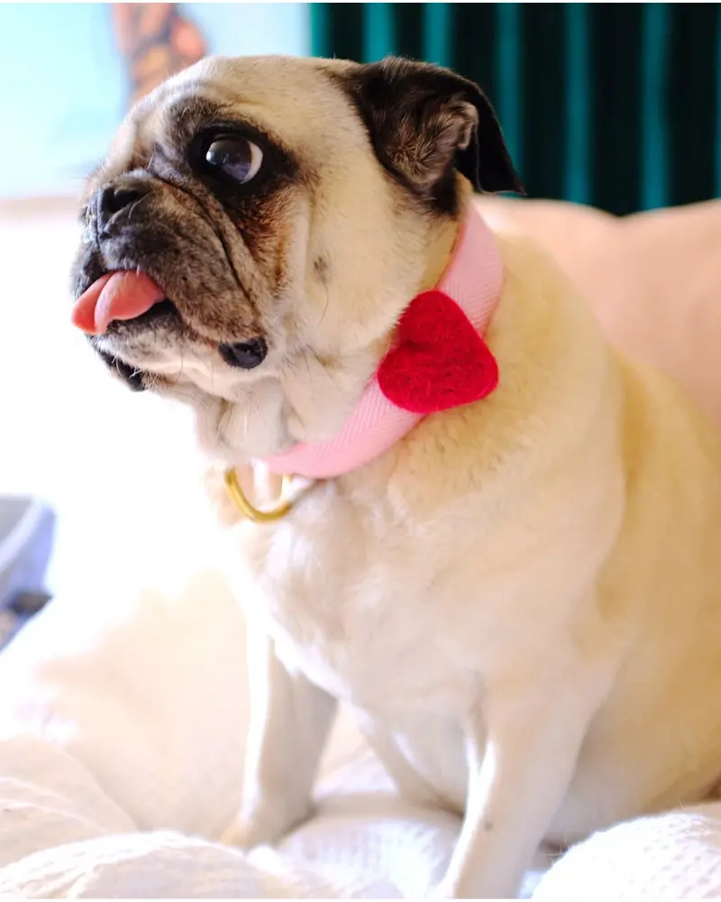 Heart Dog Collar Accessory In Pink (Made In The Usa) 1