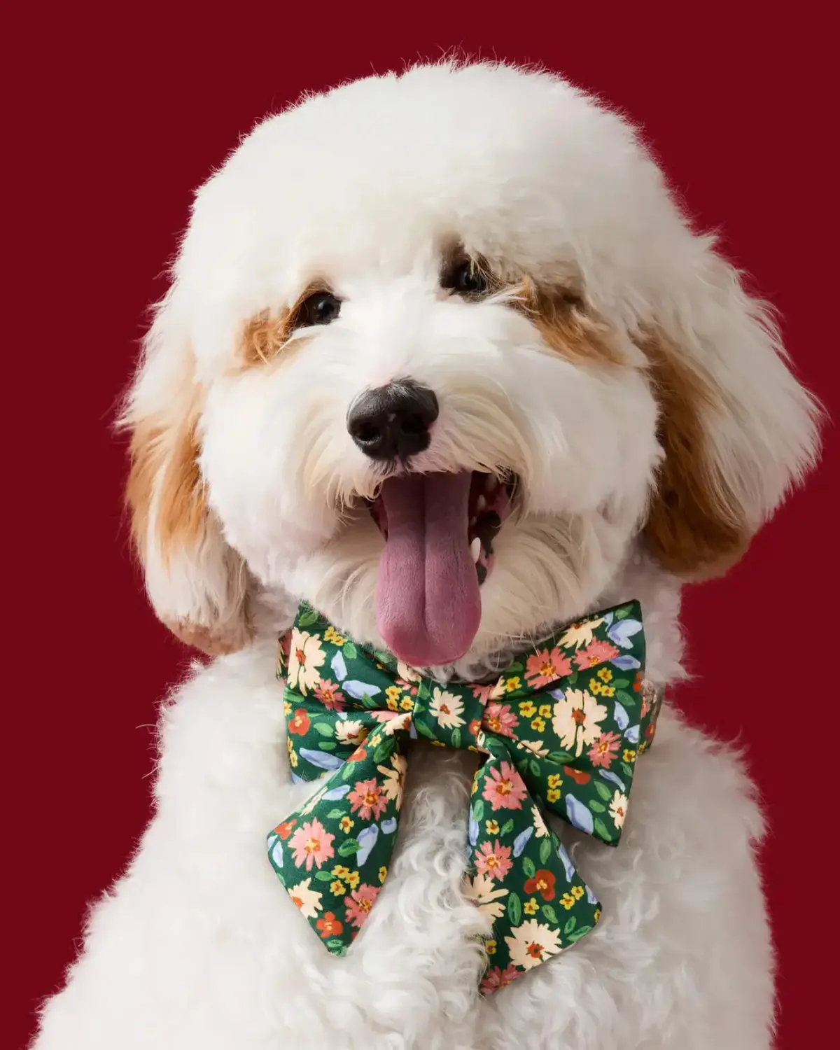 Secret Garden Lady Dog Bow (Made In The Usa) (Final Sale) 1