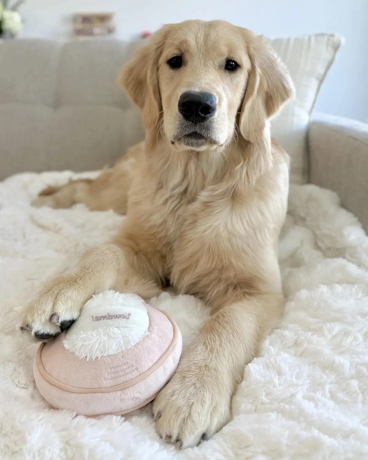 Blush Burrow + Snuffle Dog Toy 1
