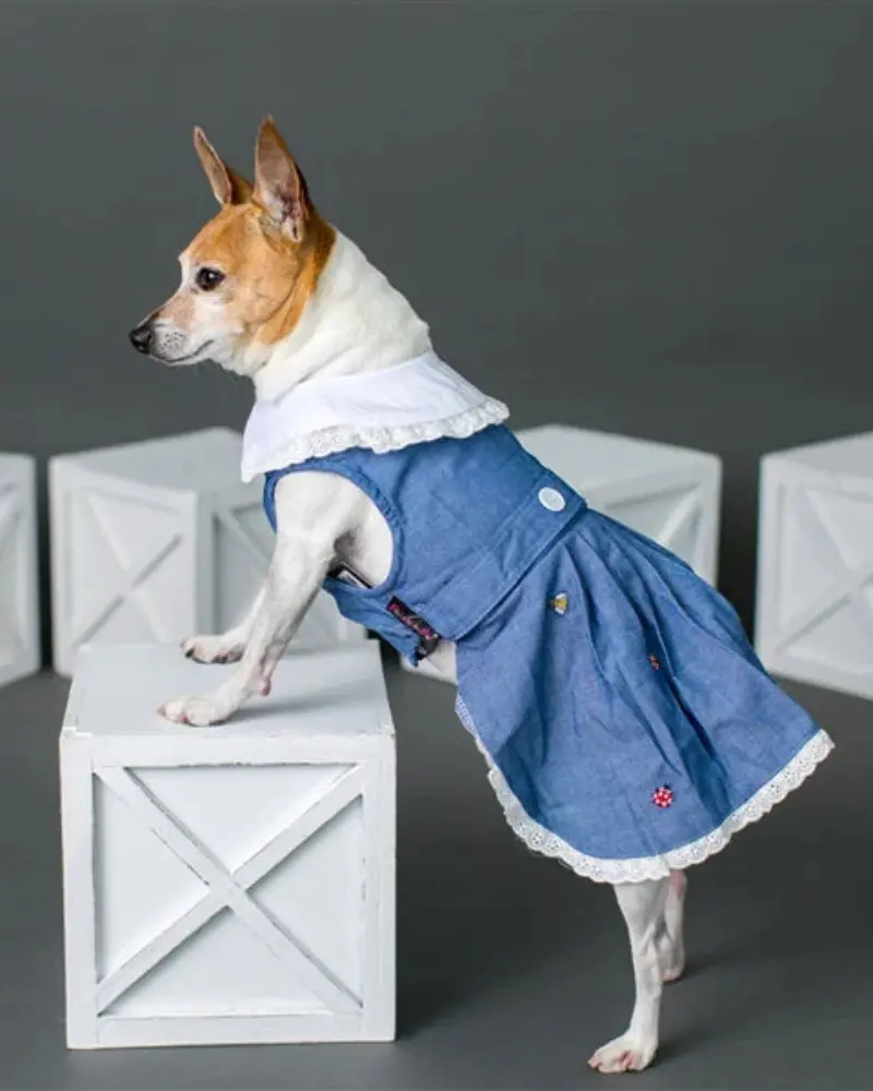 The Bugs + The Bees Chambray Dog Dress (Final Sale) 3