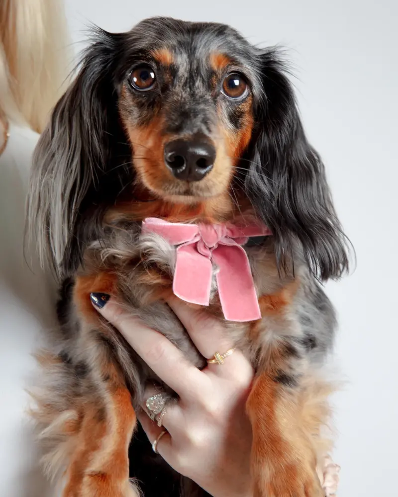 Velvet Dog Bow Collar Set In Petal Pink (Made In The Usa) 2