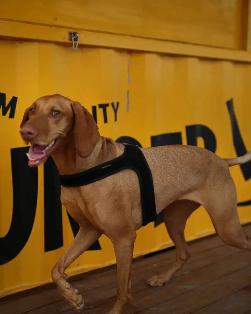 Town Slip-On Dog Harness 1