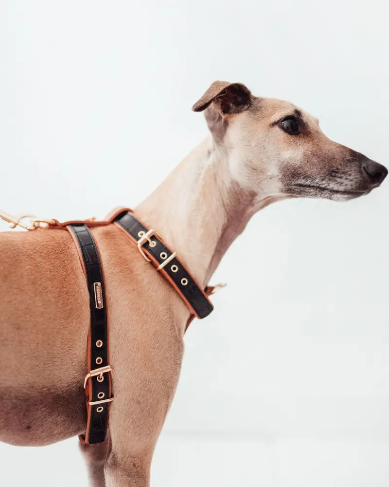 Lia Leather Dog Harness In Black Croco (Made In Italy) (Final Sale) 1