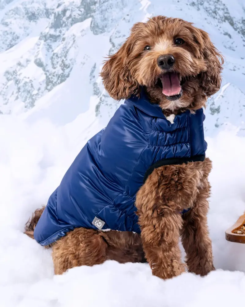 Lunar Glow Dog Parka In Blue 1