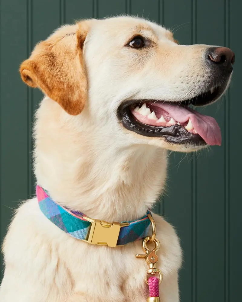 Color Pop Flannel Dog Collar (Made In The Usa) 1