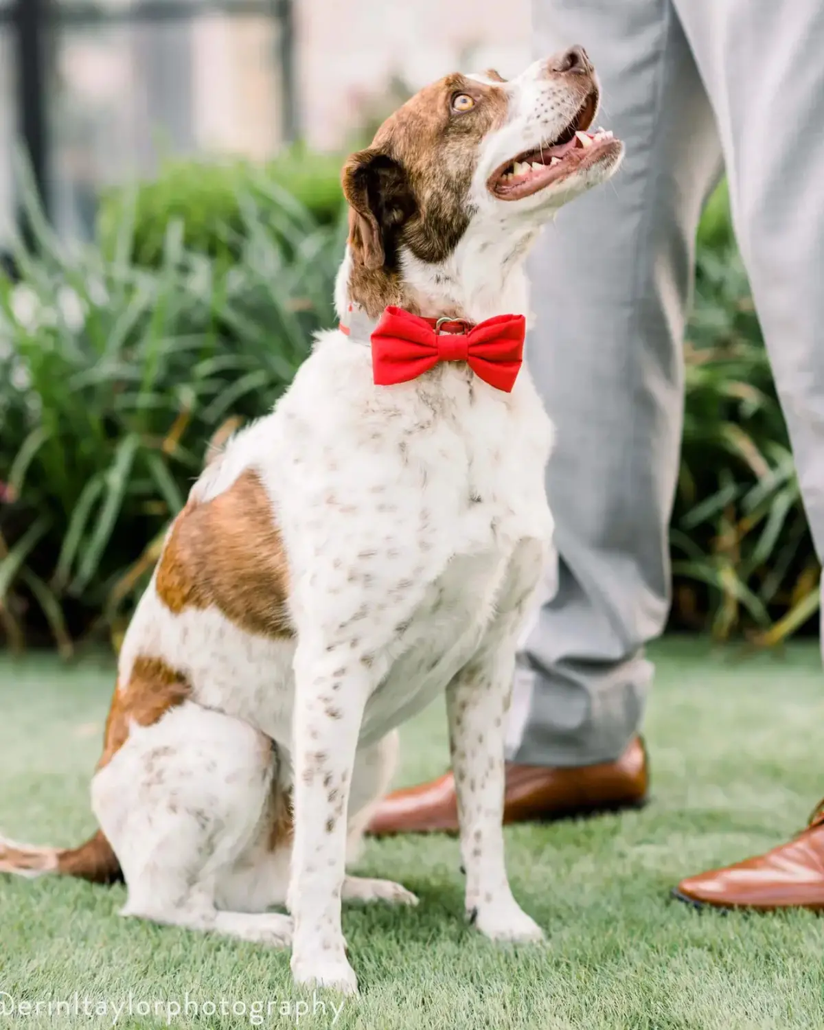 Ruby Dog Bow Tie (Made In The Usa) (Final Sale) 1
