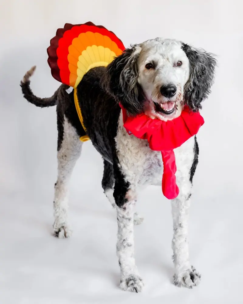 Thanksgiving Turkey Costume For Dogs 1