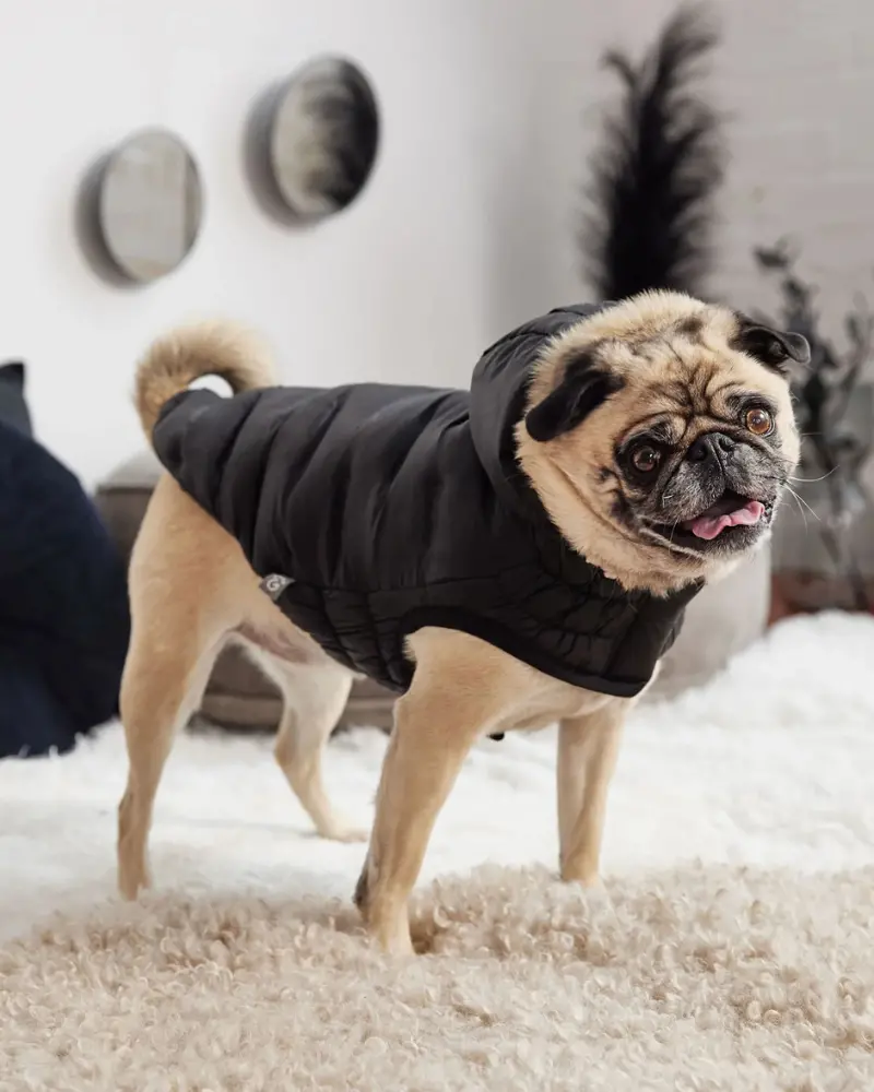 Cloud Puffer Parka For Dogs In Black 1