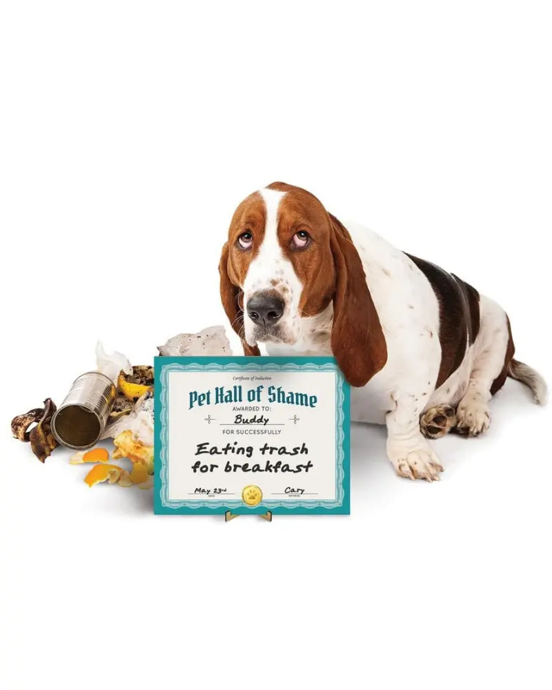 Pet Hall Of Shame Dry Erase Board<Br>(Final Sale) 1