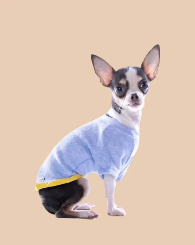 Lightweight Dog T-Shirt In Blue W/ Yellow Trim (Made In Spain) (Final Sale) 1