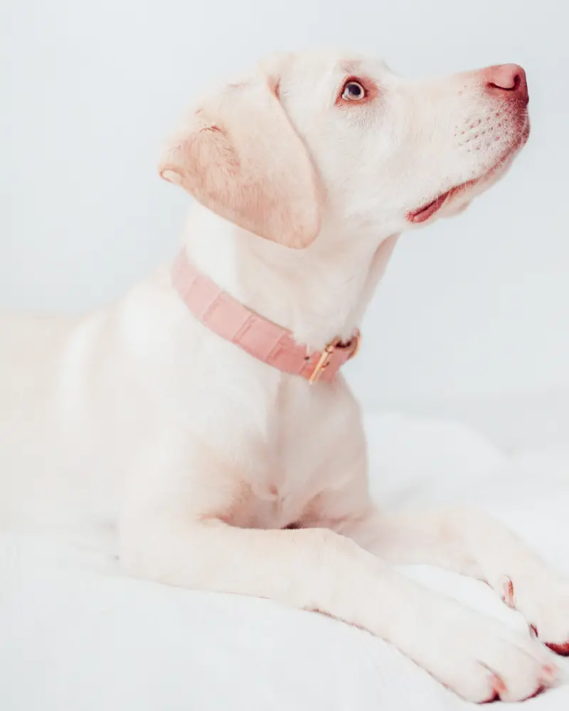 Lia Crocodile Print Leather Dog Collar In Pale Pink (Made In Italy) (Final Sale) 1