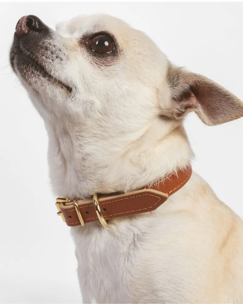 Small Dog Collar In Cognac Leather (Made In Italy) (Final Sale) 1