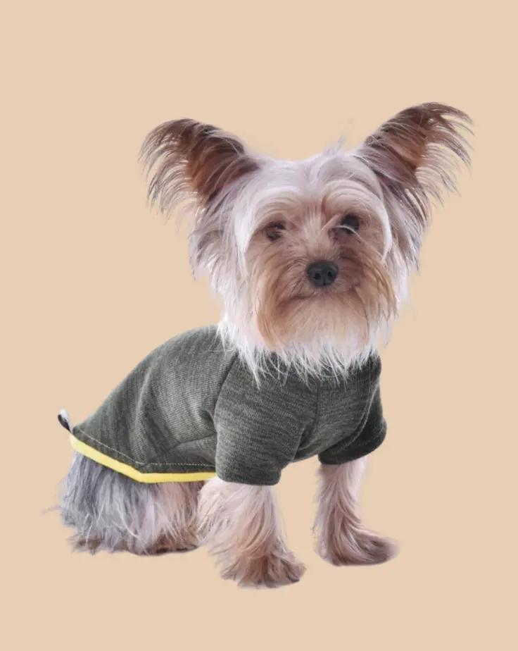 Knit Dog Sweater In Khaki Green W/ Yellow Trim (Made In Spain) (Final Sale) 1