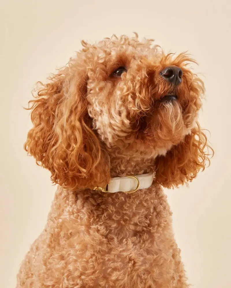 Ivory Velvet Dog Collar (Made In The Usa) 1