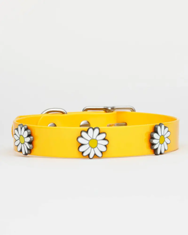 The Daisy Hydro Dog Collar (Made In Canada) 1