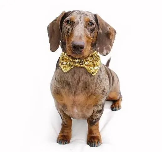 Buster's Party Shop | Gold Sequin Bow Tie 1