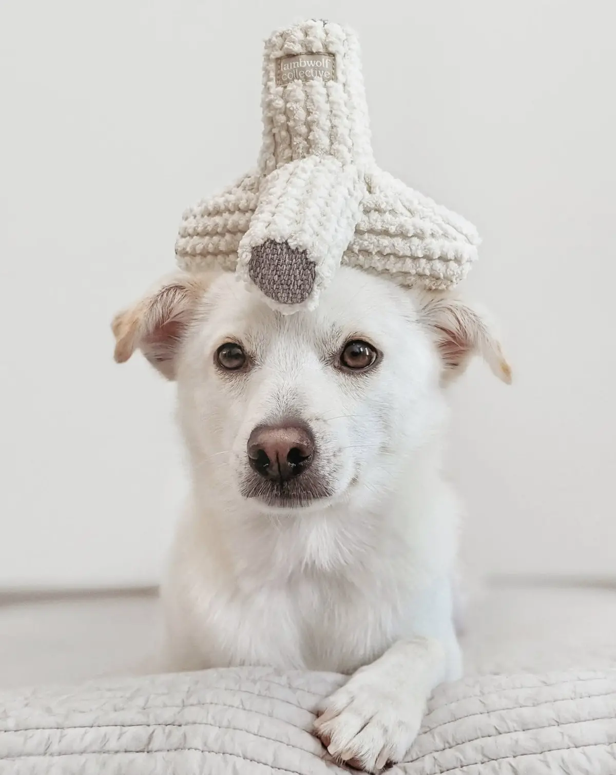Breuer Crinkle & Squeak Dog Toy In Cream (Final Sale) 1