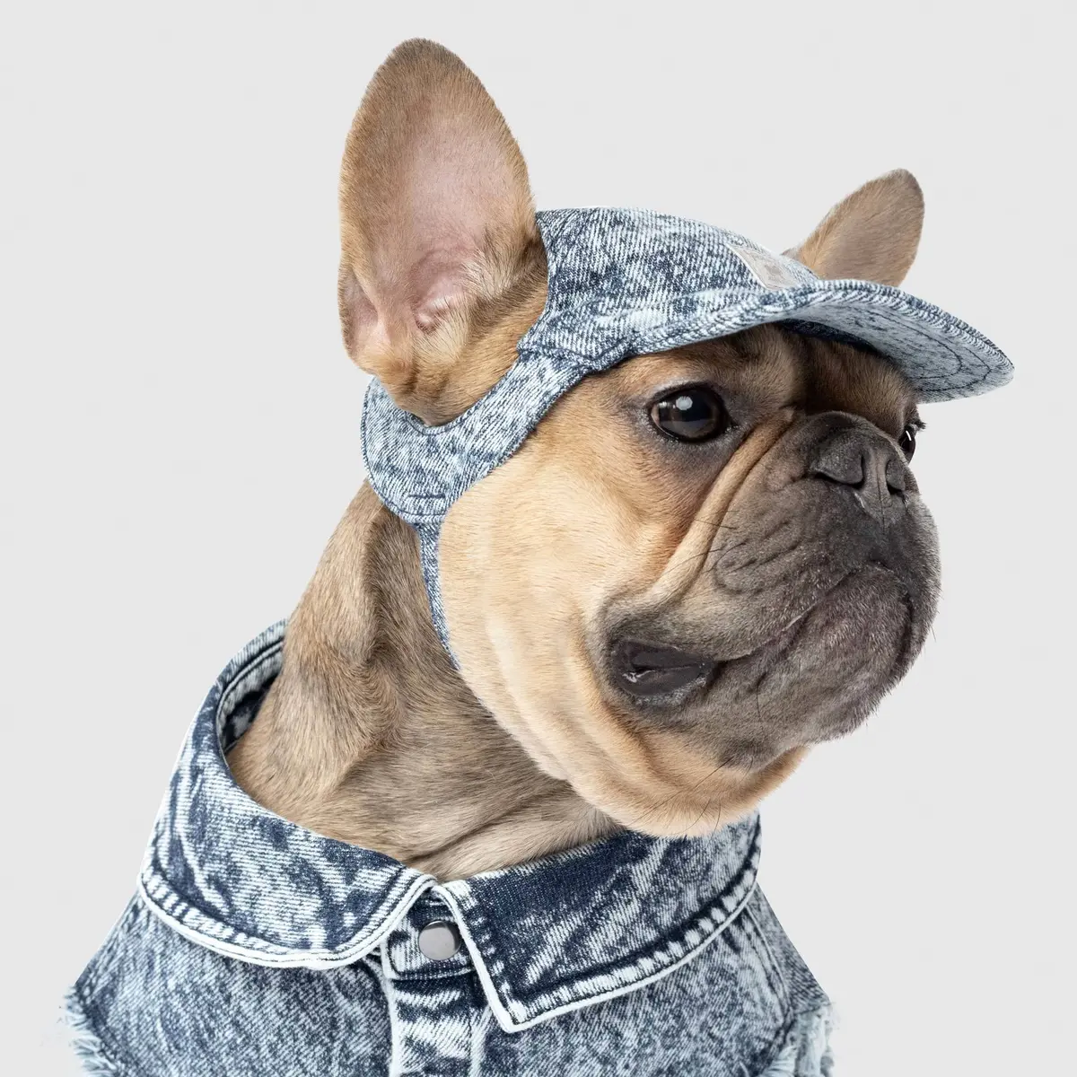 Canada Pooch | Comeback Denim Cap 1