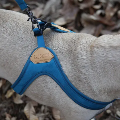 Buckle Up Easy Dog Harness In Teal 4