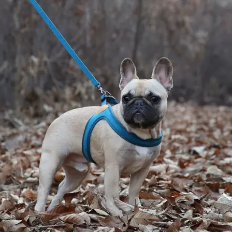 Buckle Up Easy Dog Harness In Teal 6
