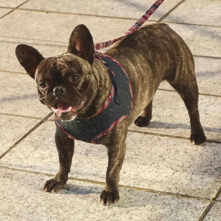 Croci | Peruvian Harness 1