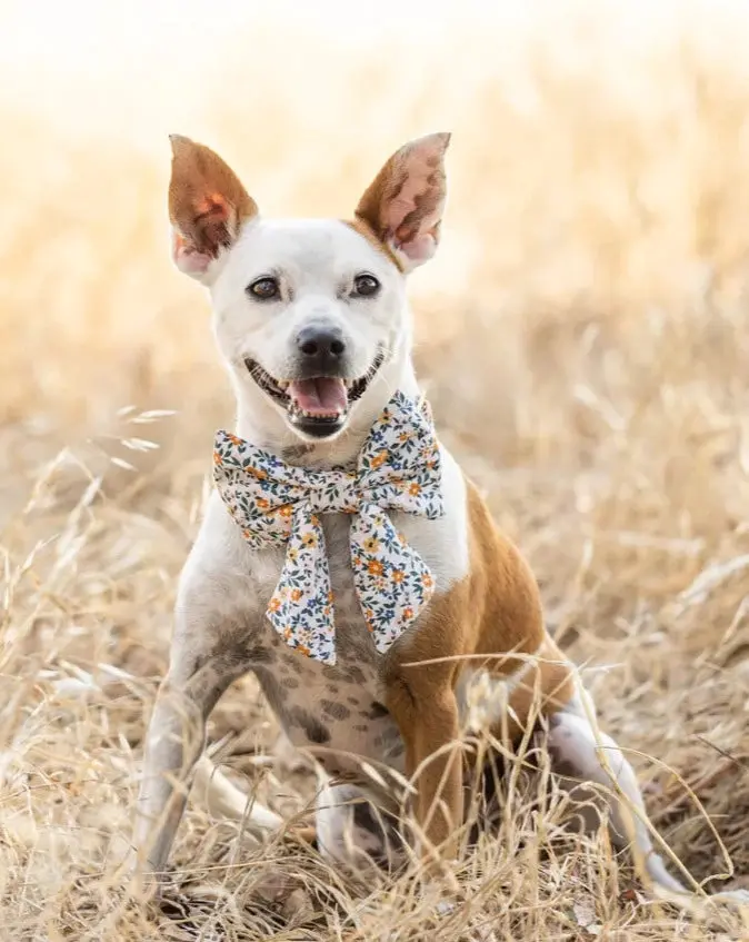 Meadow Floral Dog Sailor Bow (Made In The Usa) 1