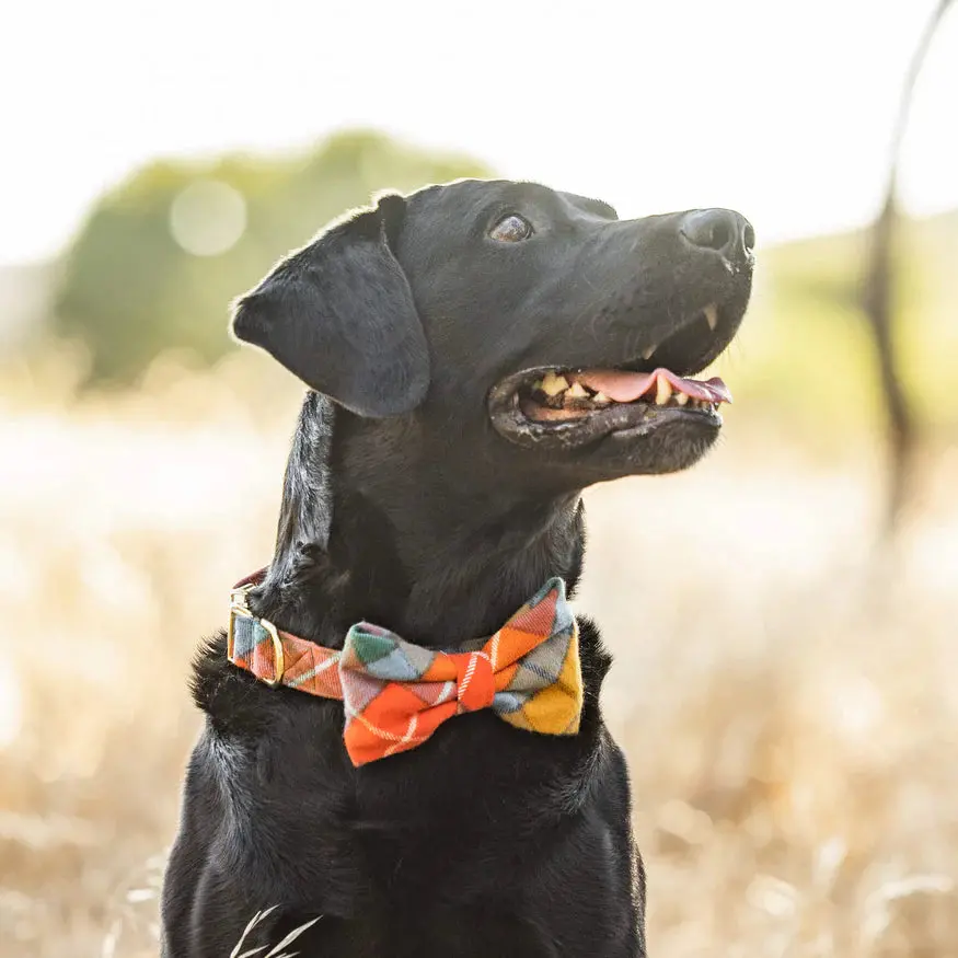 Buchanan Plaid Dog Collar (Made In The Usa) (Final Sale) 2