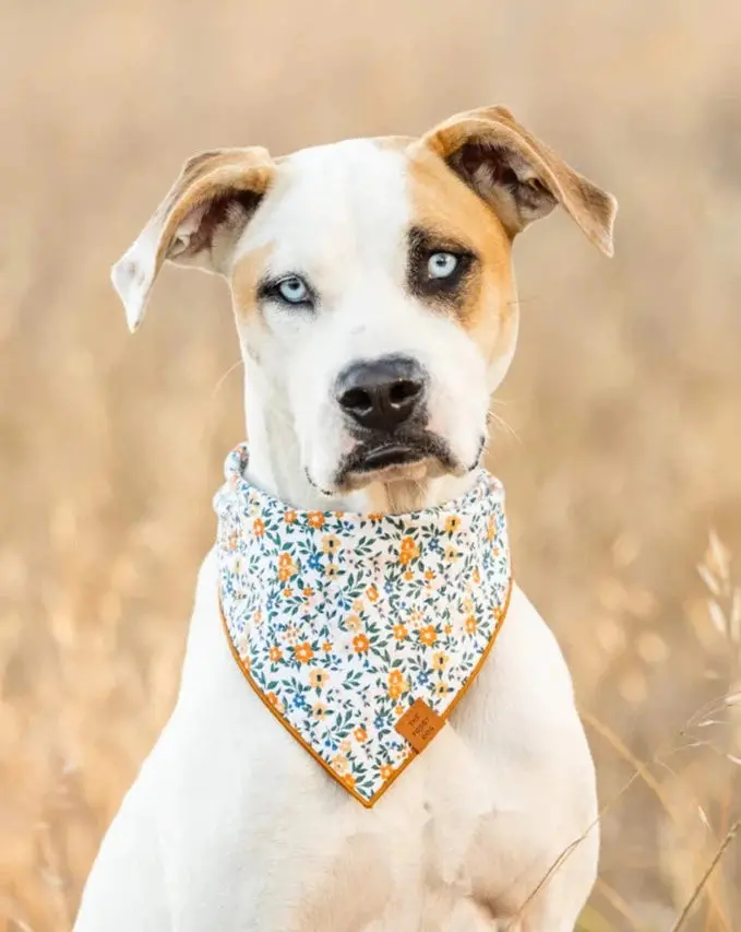 Meadow Floral Dog Bandana (Made In The Usa) 1
