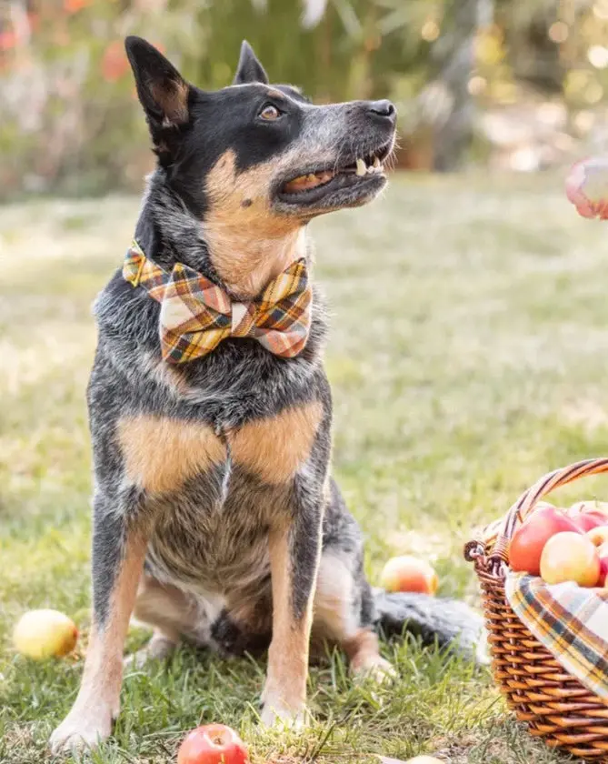 Cornucopia Flannel Dog Bow Tie (Made In The Usa) (Final Sale) 1