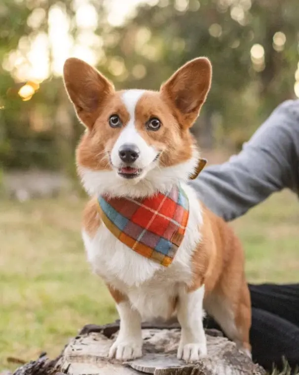 Buchanan Plaid Dog Bandana (Made In The Usa) 1