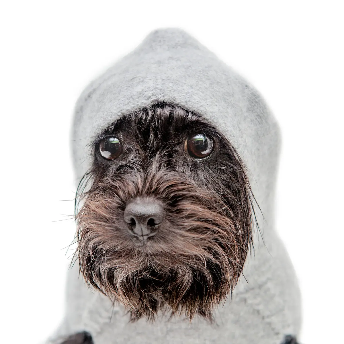 The Marmalady Cashmere Dog Hoodie In Brume Grey (Made In The Usa) 1