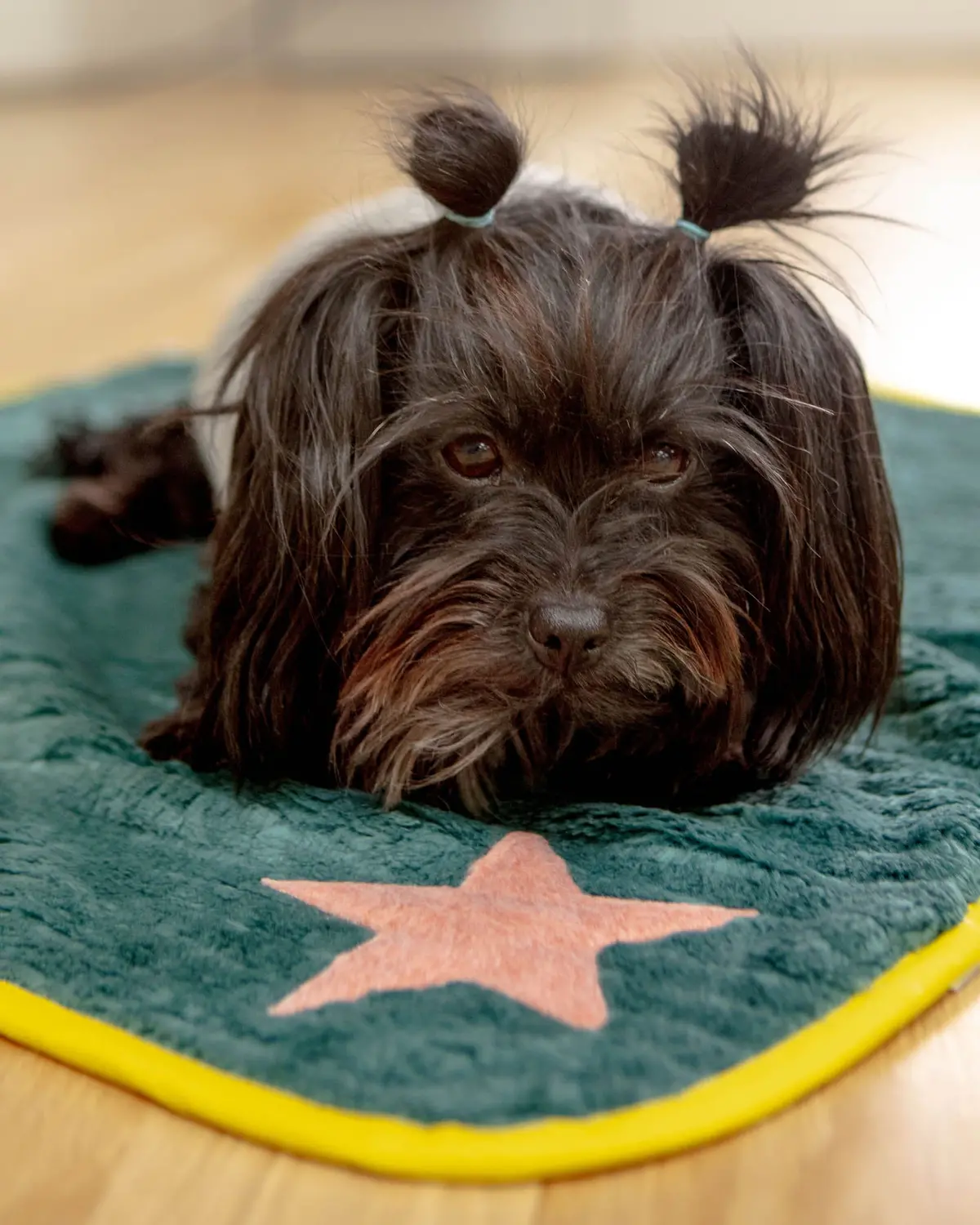 Star Plush Dog Blanket In Green W/ Yellow Trim (Made In Spain) 1