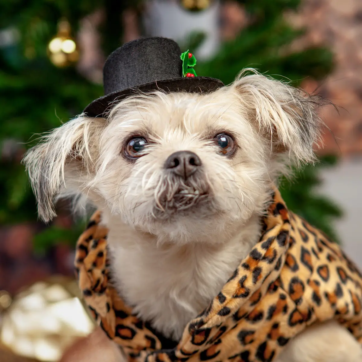 Buster's Party Shop | Snowman Hat 1
