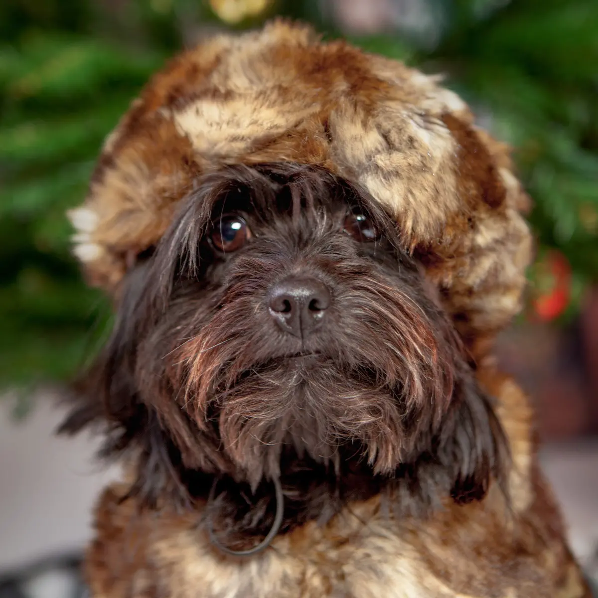 Anna Faux Fur Hat (Final Sale) 1
