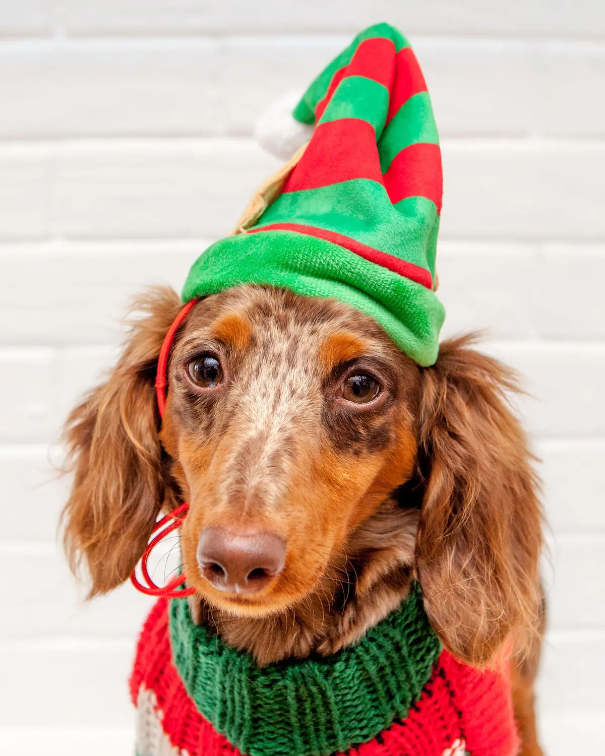 Lil' Helper Elf Hat For Dogs 1