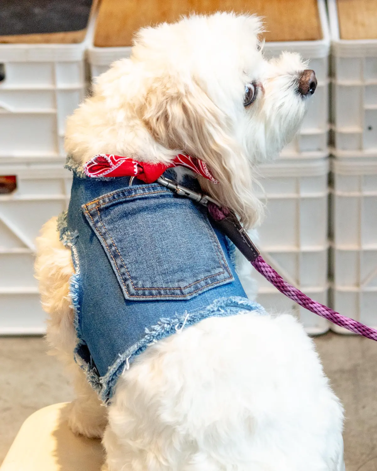 Paisley Bandana Denim Dog Harness (Made In The Usa) (Dog & Co. Exclusive) 1
