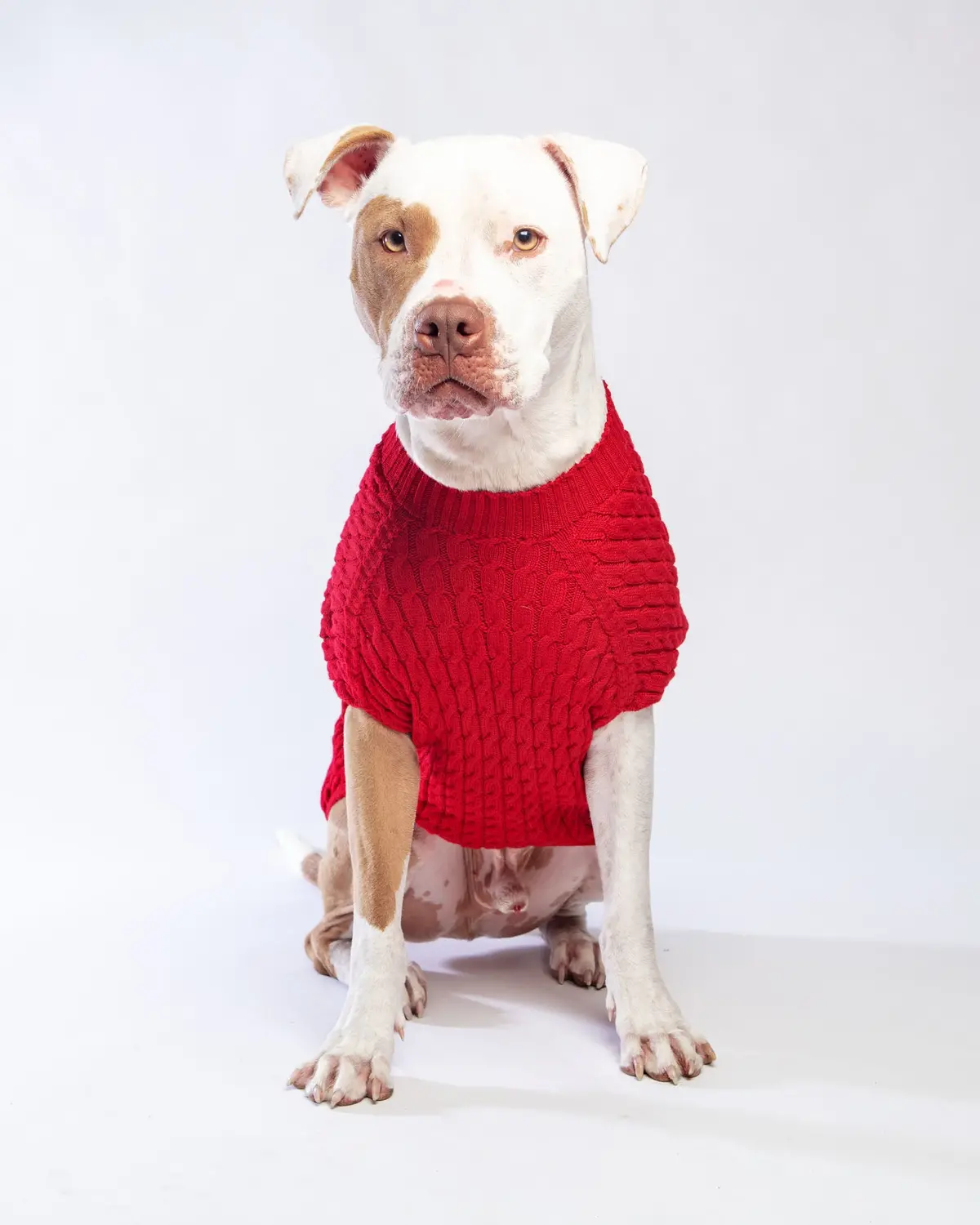 The Uptown Cable Knit Sweater In Big Apple Red Merino Wool (Made In Nyc) (Final Sale) 1