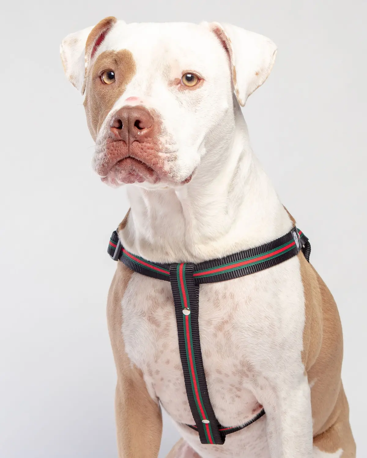 Step-In Dog Harness In Luxe Green & Red Stripe (Made In Nyc) 1