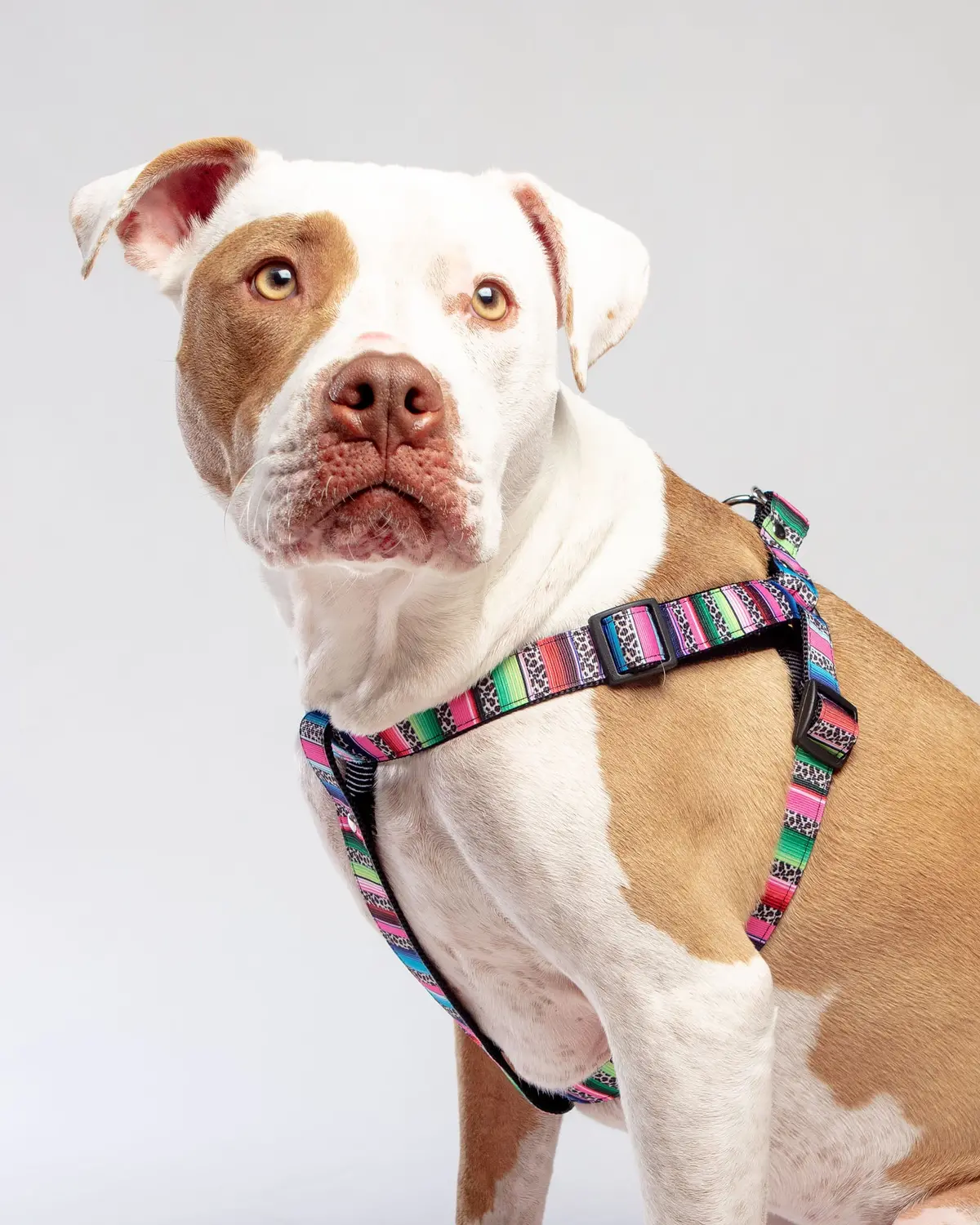 Step-In Dog Harness In Rainbow Serape & Leopard (Made In Nyc) 1
