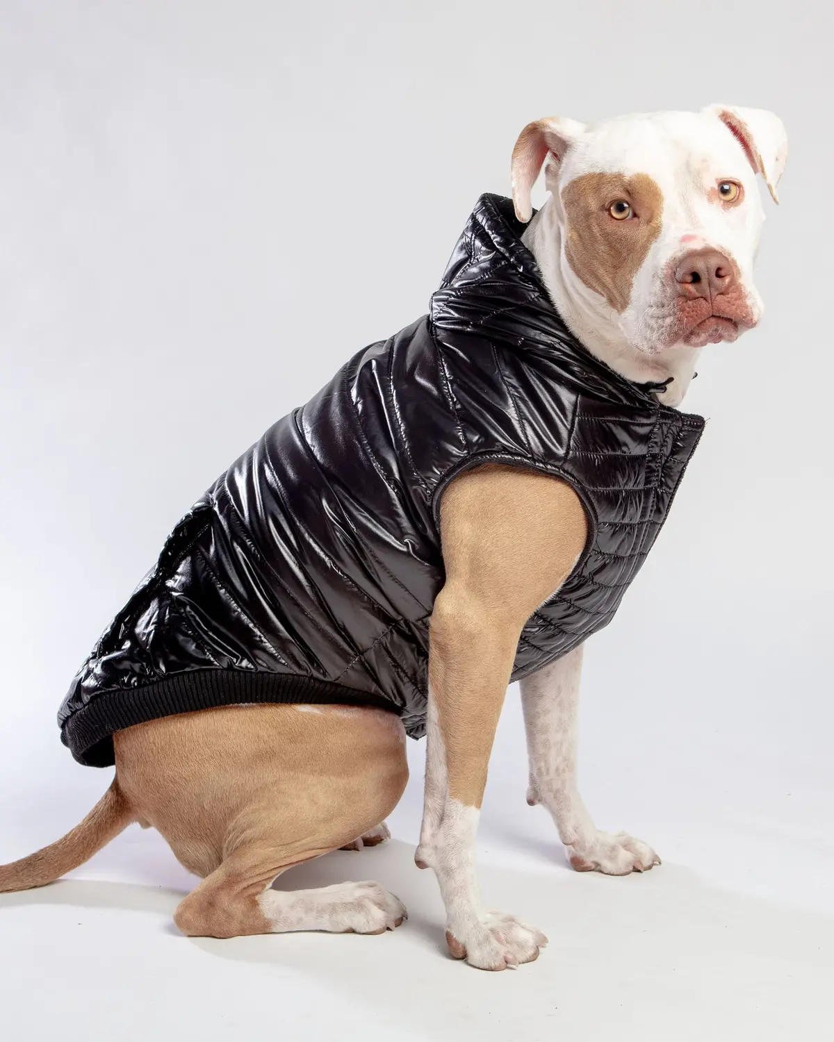 Shiny Puffer Dog Coat In Black (Final Sale) 1