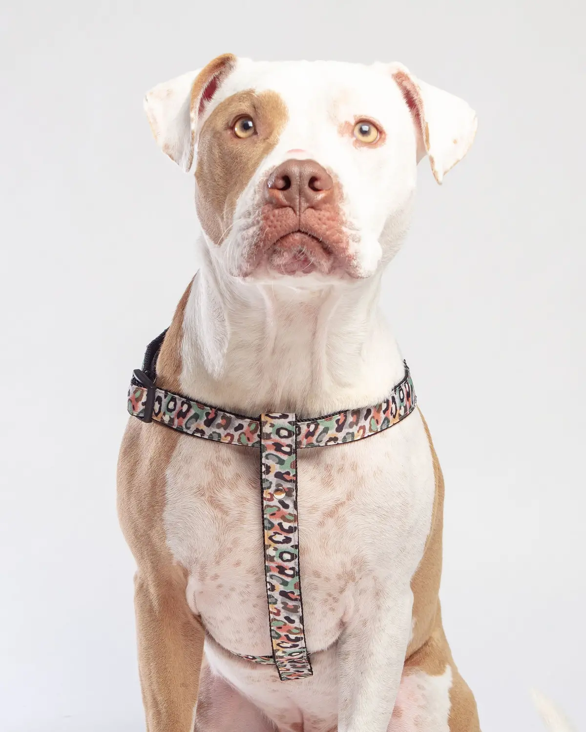 Step-In Dog Harness In Camo Leopard (Made In Nyc) 1