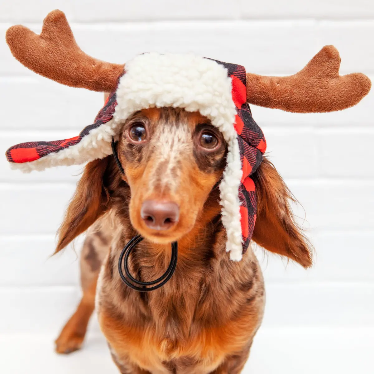 Buffalo Check And Antler Winter Dog Hat 1