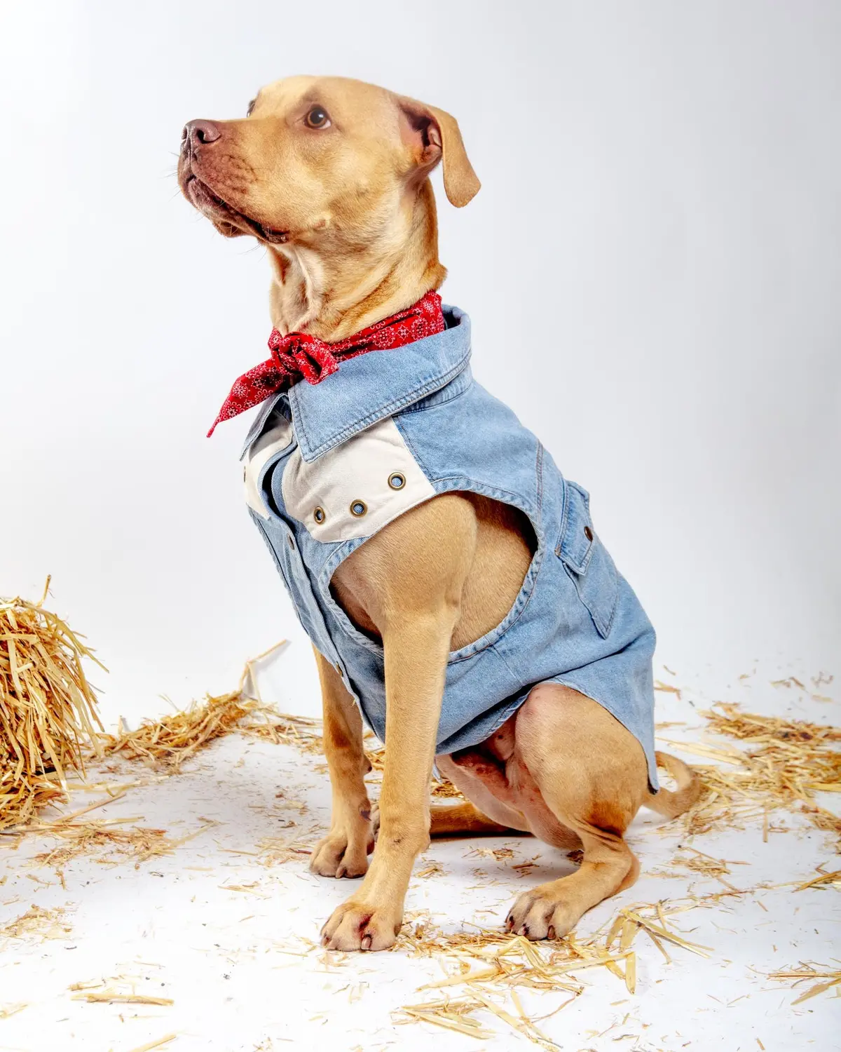 Maverick Denim Dog Shirt (Final Sale) 1