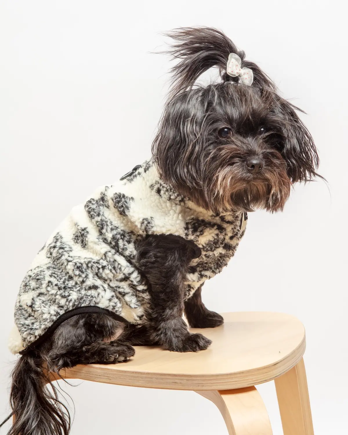 Paisley Camper Sherpa Dog Fleece (Final Sale) 5