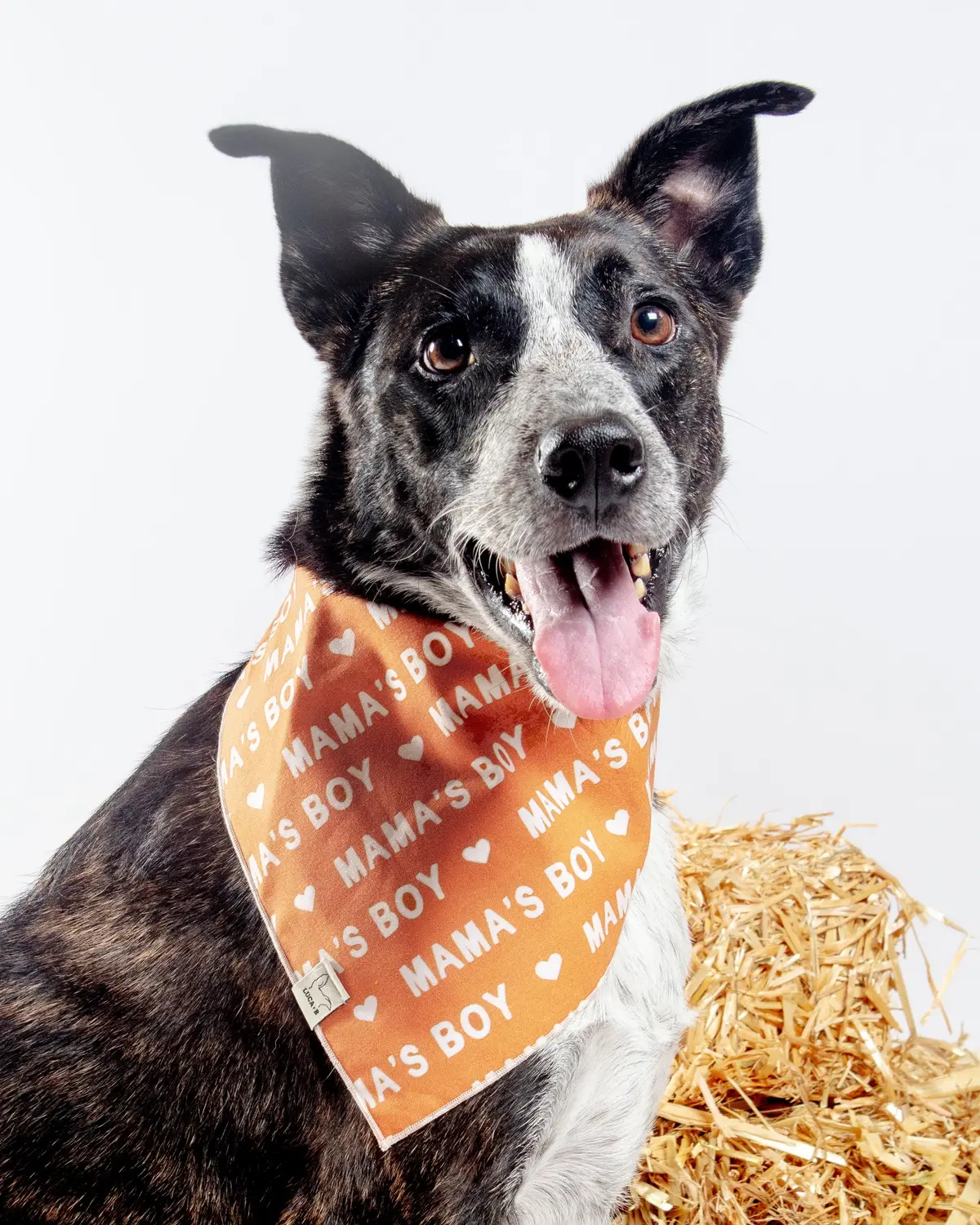 Mama's Boy Bandana (Made In The Usa) 1