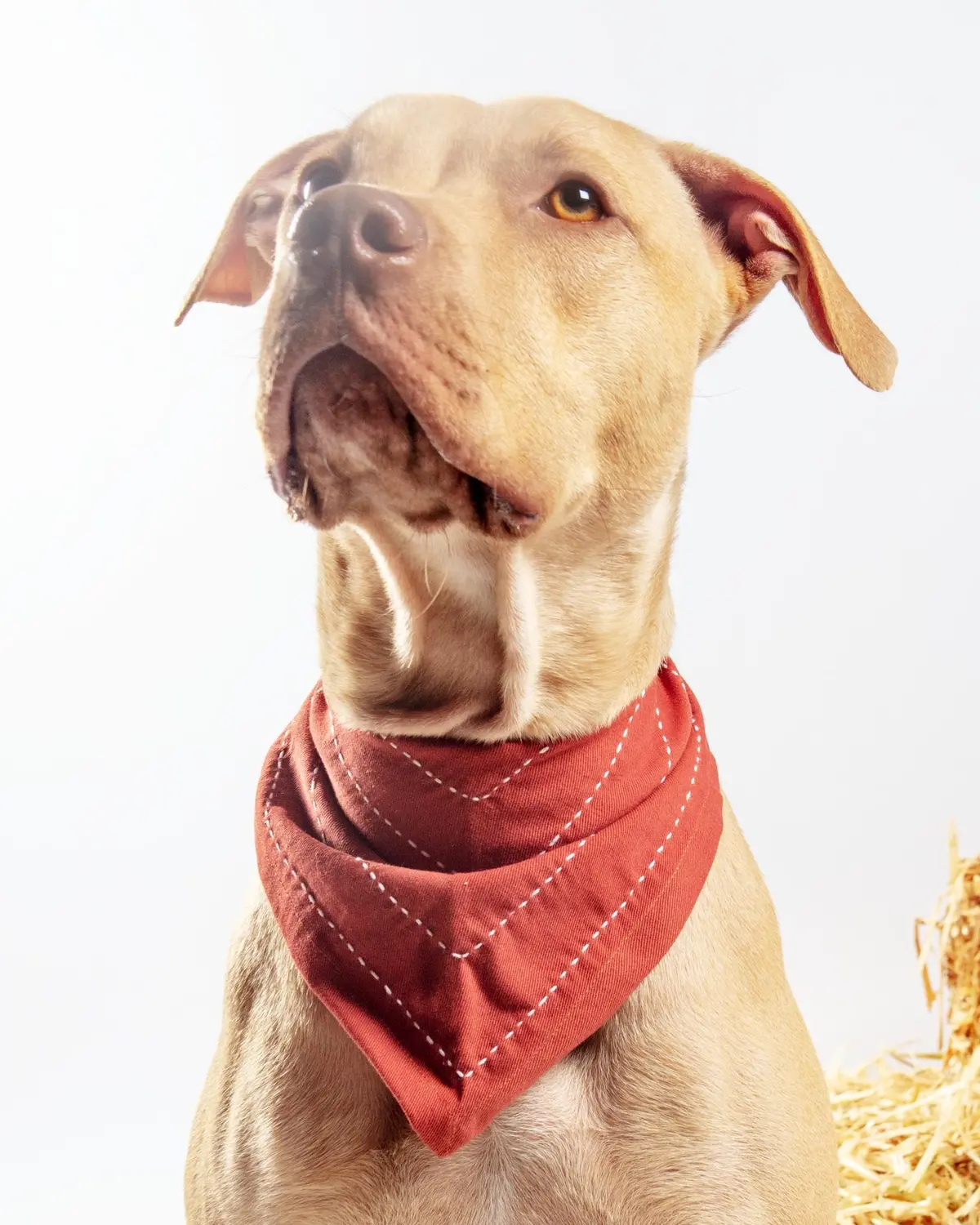 Arrow Dog Bandana In Rust 1