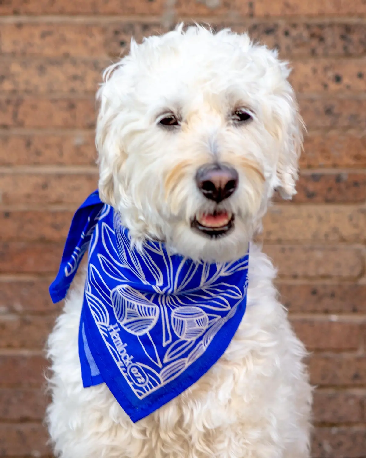 Nyla Bandana For Human & Dog (22"X22") 1